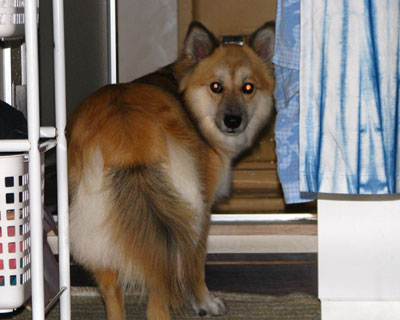 �A���̃p��