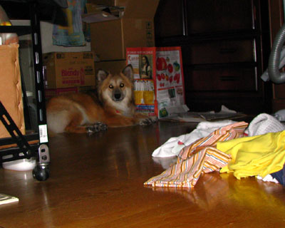 �{���z�����������񂵂Ă��牜�̕��ɔ��