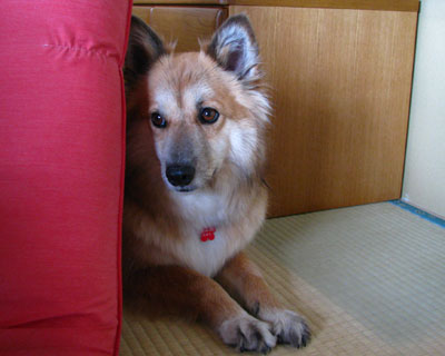 ���Ԃ���p���Ȃ̂Ō��ԂɉB���