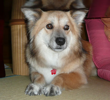 ���傤�̓e�[�u���̉��ɔ��