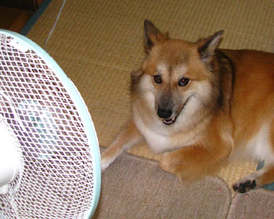 ��@�ɐ������