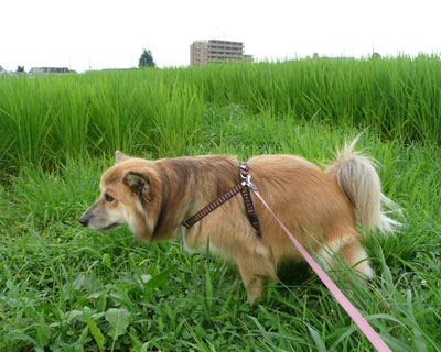 �������������Ă����ɂ���