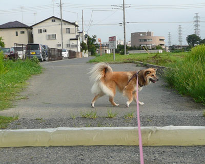 �|���v�̉������킢