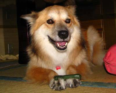 �p�����|���Ă�����H�ׂ��Ȃ�