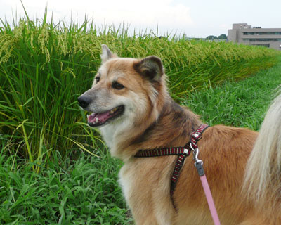 �䂪����Ă���