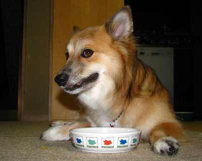 ���C�ɓ���̃h�b�O�t�[�h