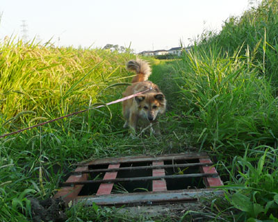 ��������ȂĂ΂�