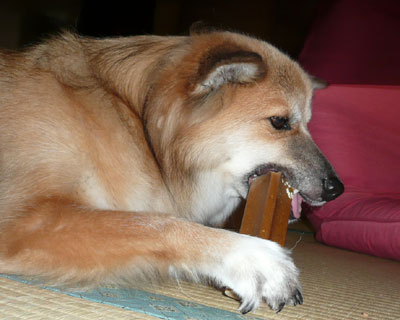 ���������Ă܂��т�����