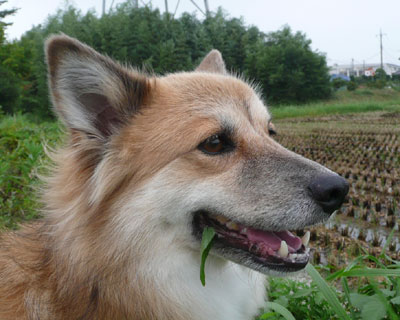 �Ƃ��ǂ���������