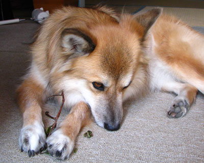 �c���̍�����}�D��