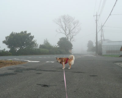 �v���Ԃ�̖�����