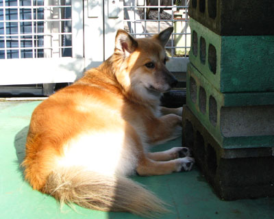 ���A�ɂ������