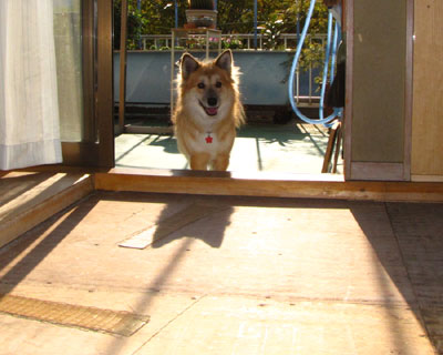 �܂��������z���H�̂Ă�H