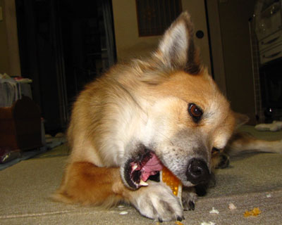 �V������ɂ�����ăK���K��