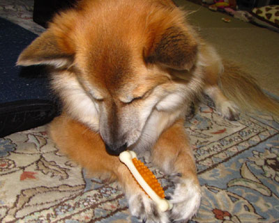 �K���K�����V�����Ȃ���