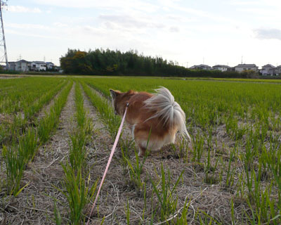 �Ƃ͋������g�C���͍L��