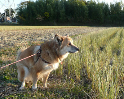 �[���Ɍ������Č���