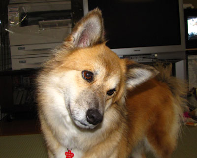 �L�̐�������Ǝ񂪌X��