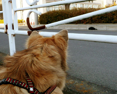 �����J�o�����L�Ɍ����ēB�t��