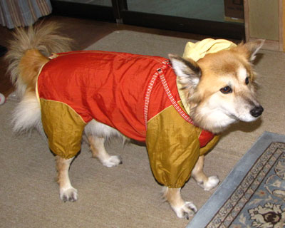 �v���Ԃ�̉J�Ōł܂�