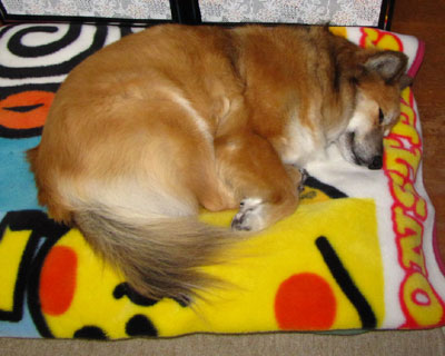 �N�������Ă���Ɠ~�ѕz