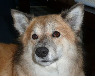 �J�U���̂��Ƃ̊�͂���ڂ�