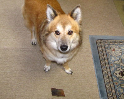 ������傫���ĕ������������������