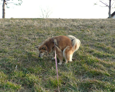 �Ō�͏��X�ɏオ��