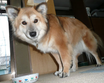 �H���̎ז������ꂽ