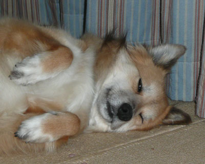 �������̎�