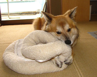 �̂��v���o���Đ����