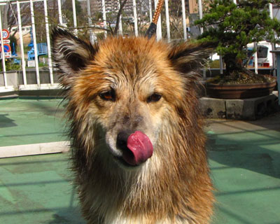 �g�~�Ő��ꂽ