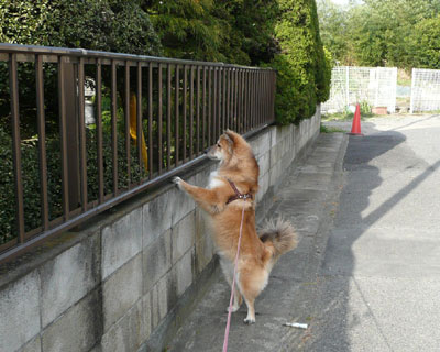 ���̉Ƃɂ͔L������