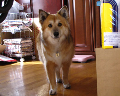 �Ȃ񂩂��킢������