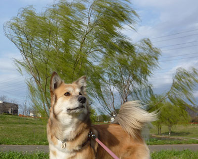 ���ƃV���N��