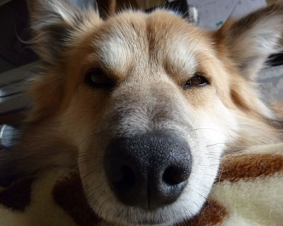 �J�����𔃂��Ǝʐ^���������