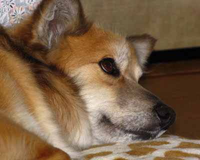 �u�Ȃɂ���Ă�́H�v�̊�