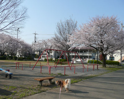 �ҏ��ŋ}�ɍ炢��