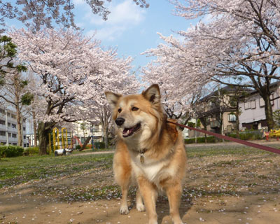 ���ɖ��J