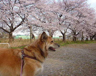 ����ł�̂Œ��ԏ�ŎB�e