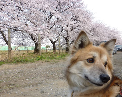 �Ȃ�œˑR�܂邩�ȁH