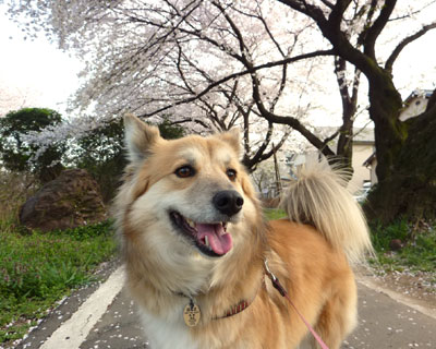 ���ꂵ�����Ɍ����邯��