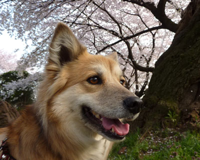 �ҏ��Ō����J�����Ⴄ��������