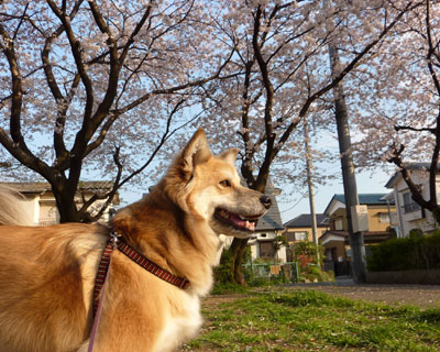 �[�����Ƃ��ꂢ����Ȃ���