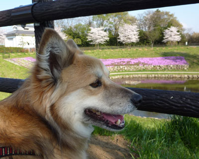 �򂪂ł�������~����Ȃ��Ă܂�Ȃ�