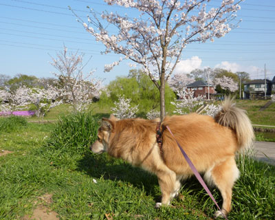 �`�r���Ƀ`�[