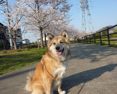 ����ς���ɂ͓S�������