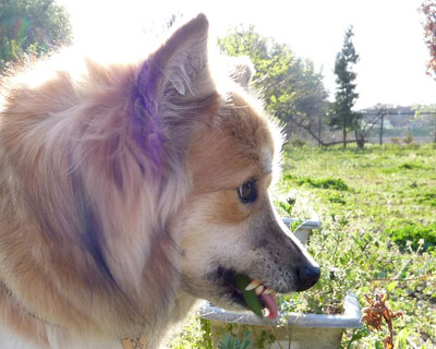 ���H�̃V�[�Y��