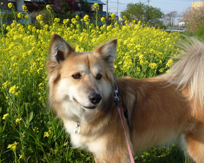 �؂̉Ԃ͉Ԋ���������