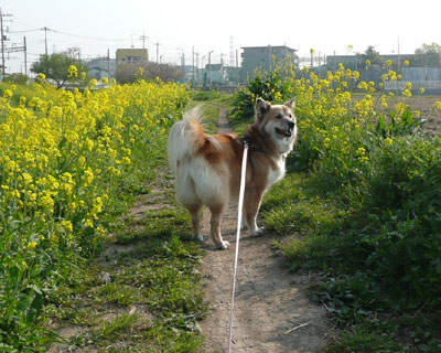 �؂̉Ԃ��I��肾��